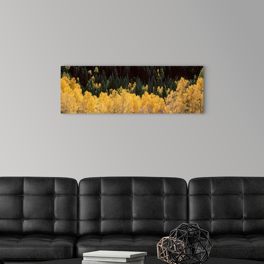 A modern room featuring Panoramic photograph of golden tree tops with forest in the background.