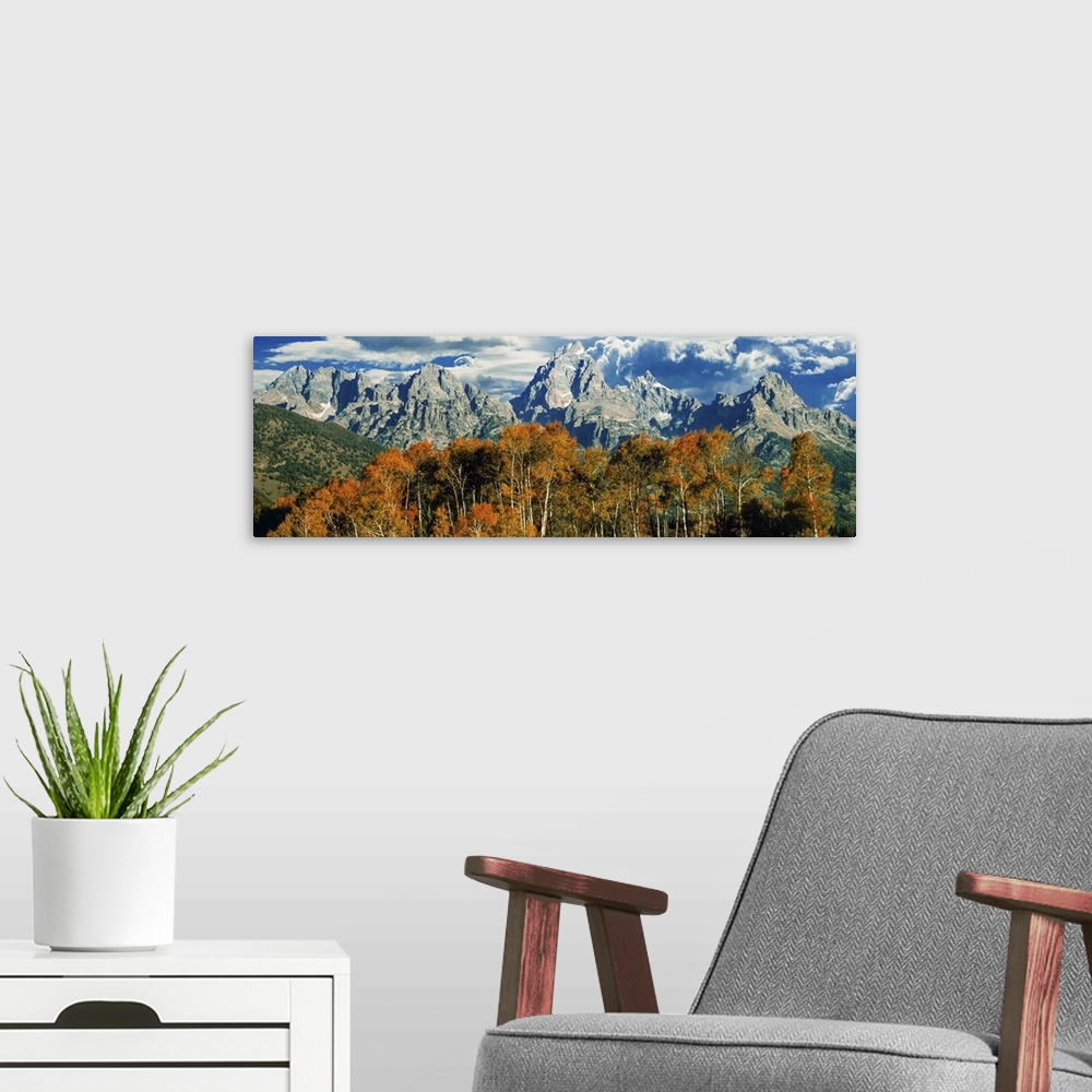 A modern room featuring Aspen trees in a forest, Teton Range, Grand Teton National Park, Wyoming, USA