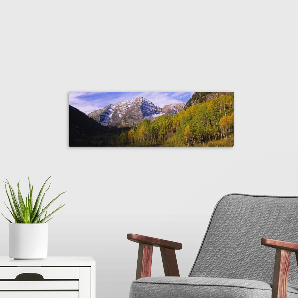 A modern room featuring Aspen trees in a forest with a mountain range in the background, Maroon Bells, Pitkin County, Gun...
