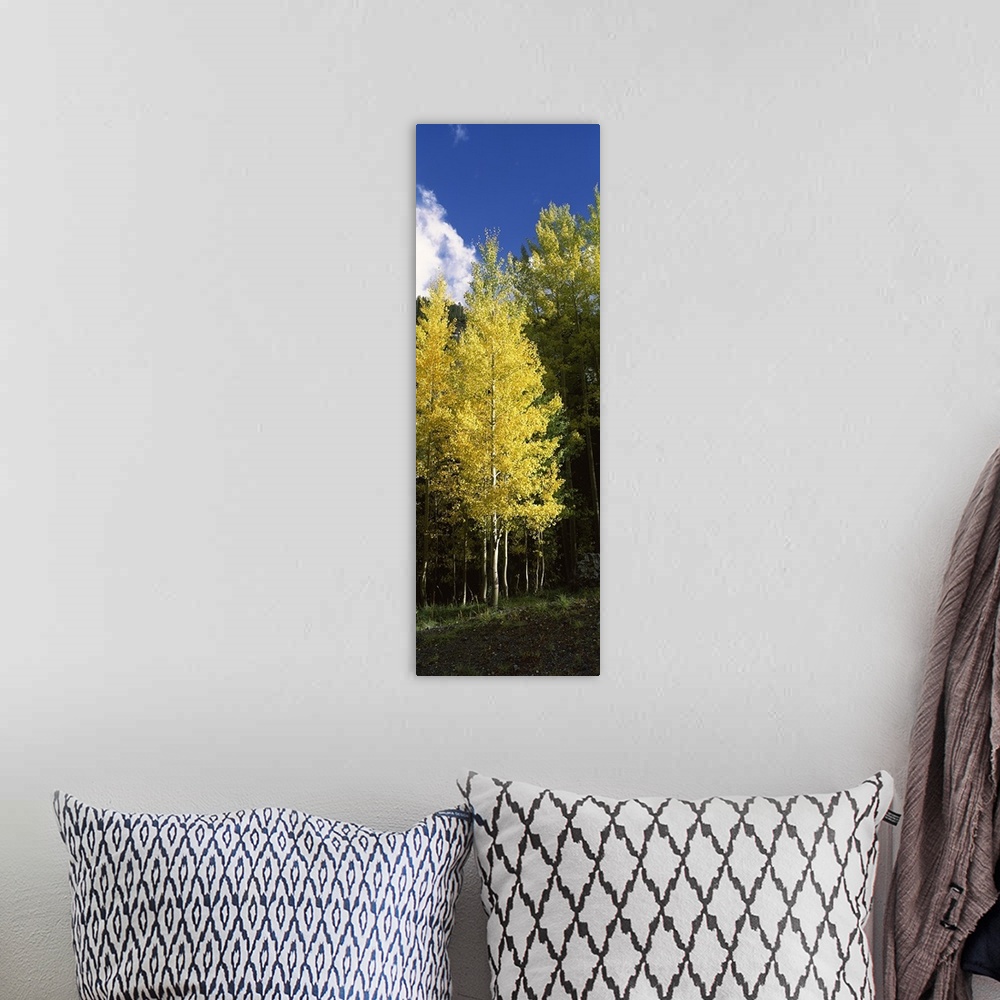 A bohemian room featuring Aspen trees in a park, Colorado, USA