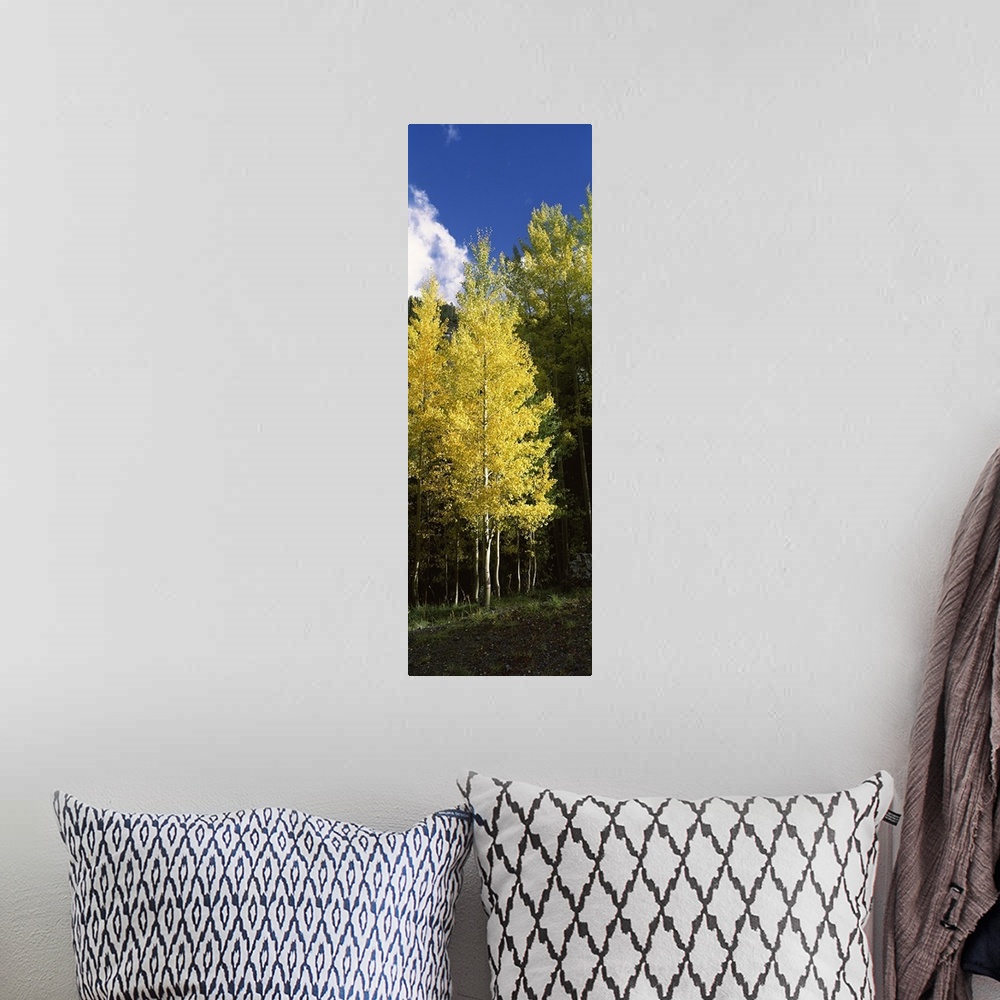 A bohemian room featuring Aspen trees in a park, Colorado, USA