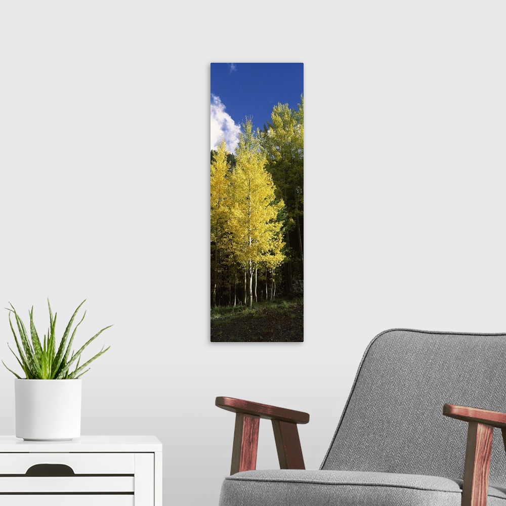 A modern room featuring Aspen trees in a park, Colorado, USA