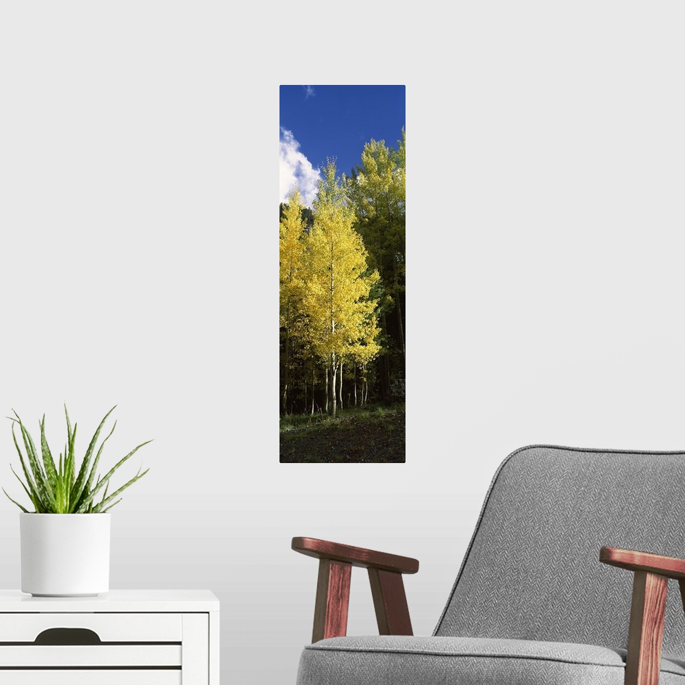 A modern room featuring Aspen trees in a park, Colorado, USA