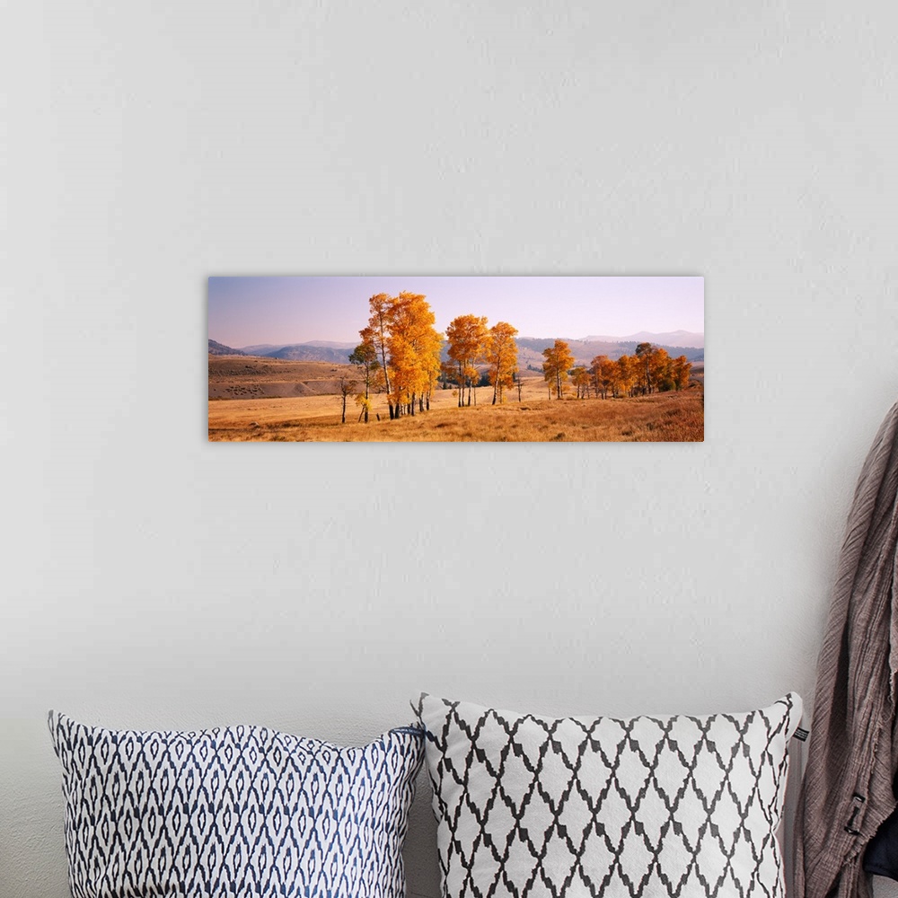 A bohemian room featuring Panoramic photograph taken of aspen trees that stand in line in a dry field. The leaves on the tr...