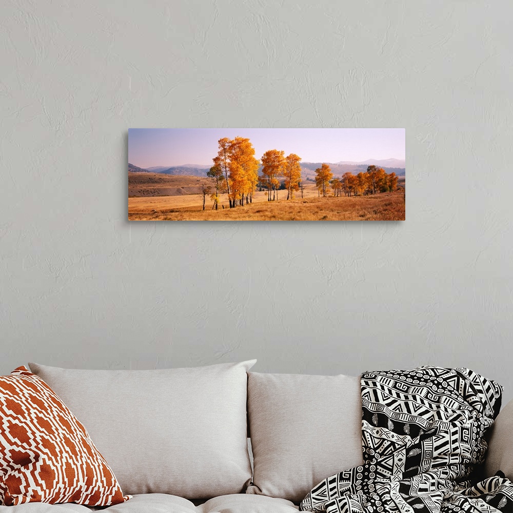 A bohemian room featuring Panoramic photograph taken of aspen trees that stand in line in a dry field. The leaves on the tr...