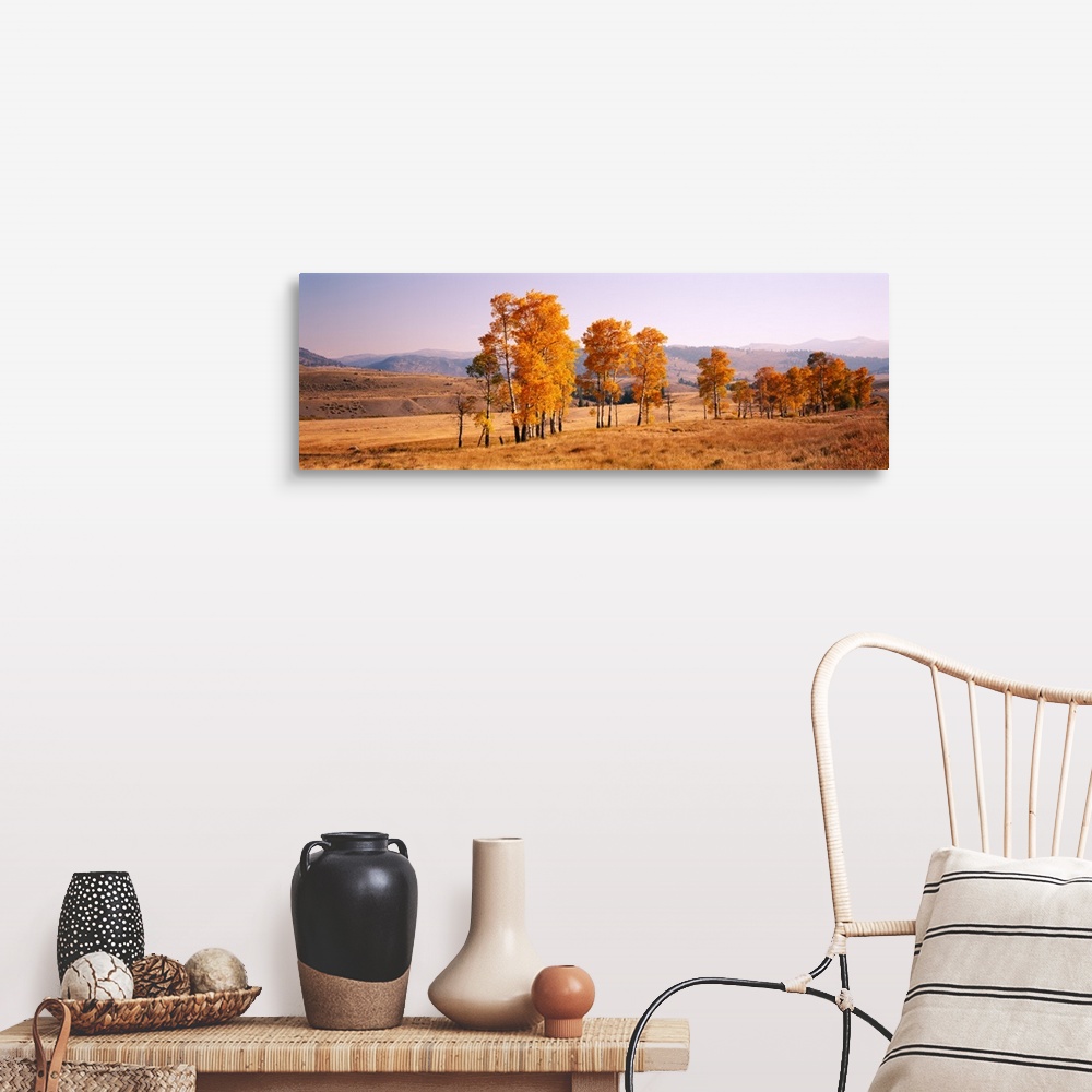A farmhouse room featuring Panoramic photograph taken of aspen trees that stand in line in a dry field. The leaves on the tr...