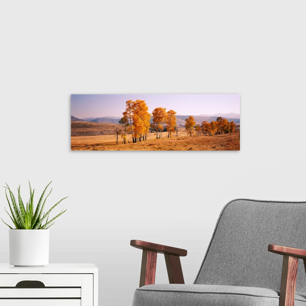 A modern room featuring Panoramic photograph taken of aspen trees that stand in line in a dry field. The leaves on the tr...