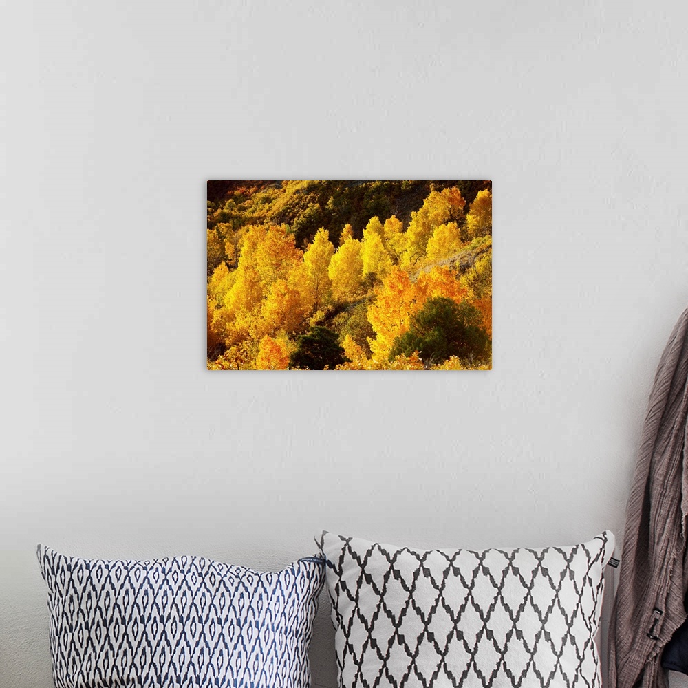 A bohemian room featuring Aspen trees in autumn, Capitol Reef National Park, Utah