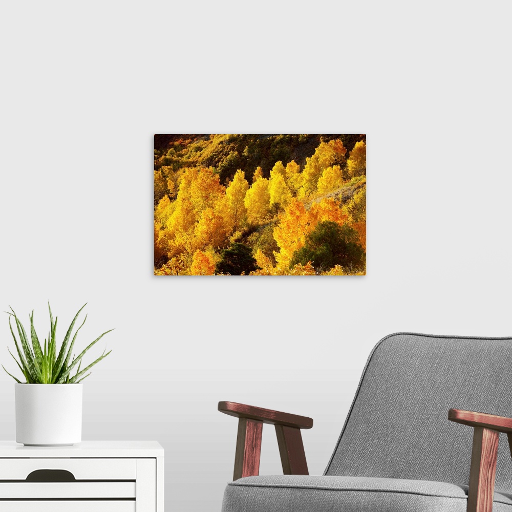 A modern room featuring Aspen trees in autumn, Capitol Reef National Park, Utah