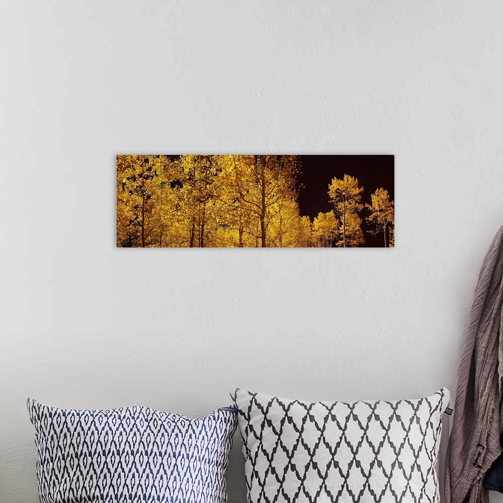 A bohemian room featuring Aspen trees in autumn, Colorado,