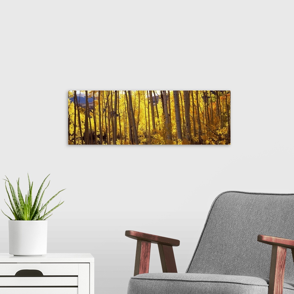 A modern room featuring Wide angle photograph of golden Aspen trees, basking in the autumn sunlight, in a forest in Color...
