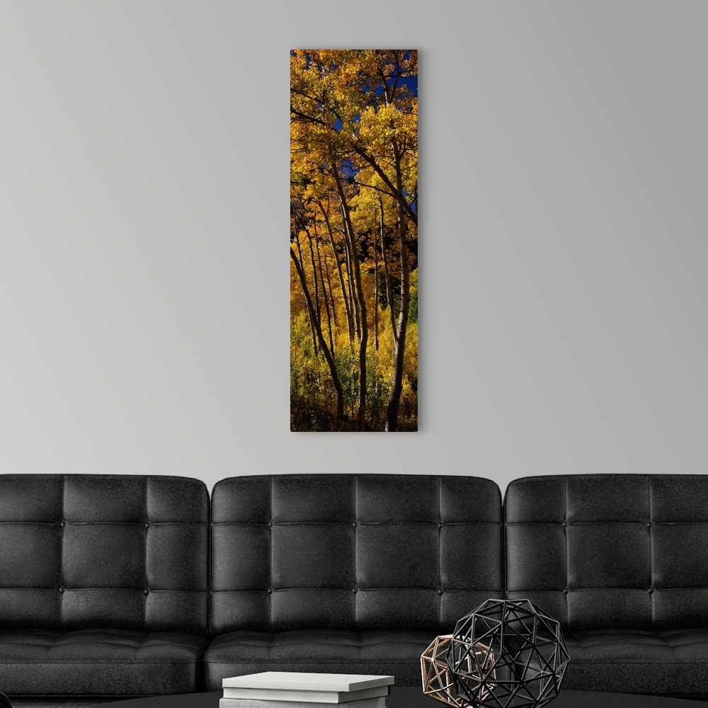A modern room featuring Panoramic photograph displays a dense forest of tall skinny trees in the Western United States sh...