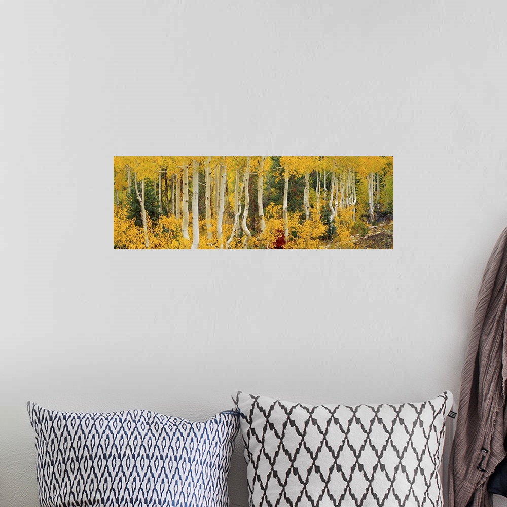 A bohemian room featuring Aspen trees in autumn, Dixie National Forest, Utah