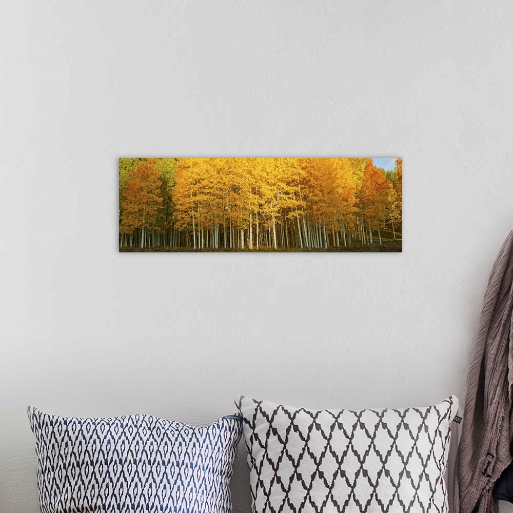 A bohemian room featuring Aspen trees in autumn, Last Dollar Road, Telluride, Colorado