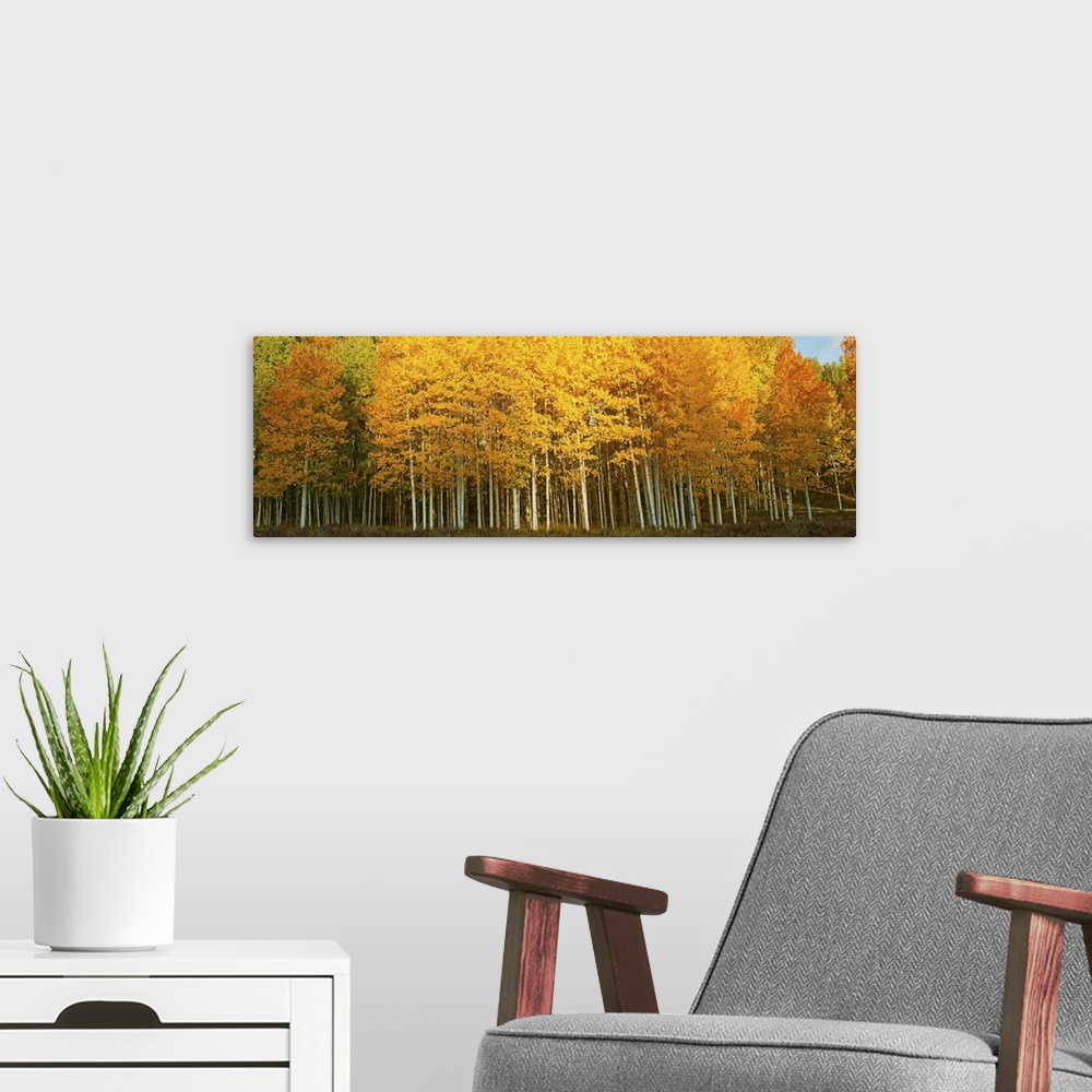 A modern room featuring Aspen trees in autumn, Last Dollar Road, Telluride, Colorado