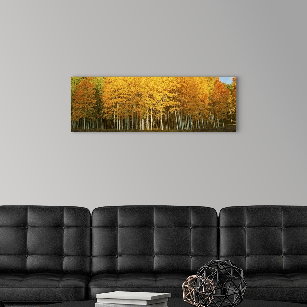 A modern room featuring Aspen trees in autumn, Last Dollar Road, Telluride, Colorado