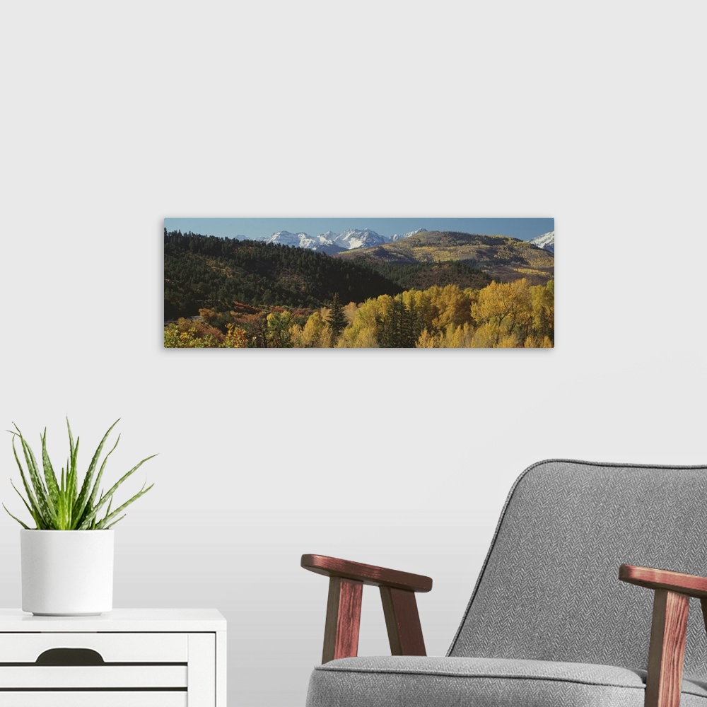 A modern room featuring Aspen trees in autumn, Rocky Mountains, San Juan National Park, Colorado