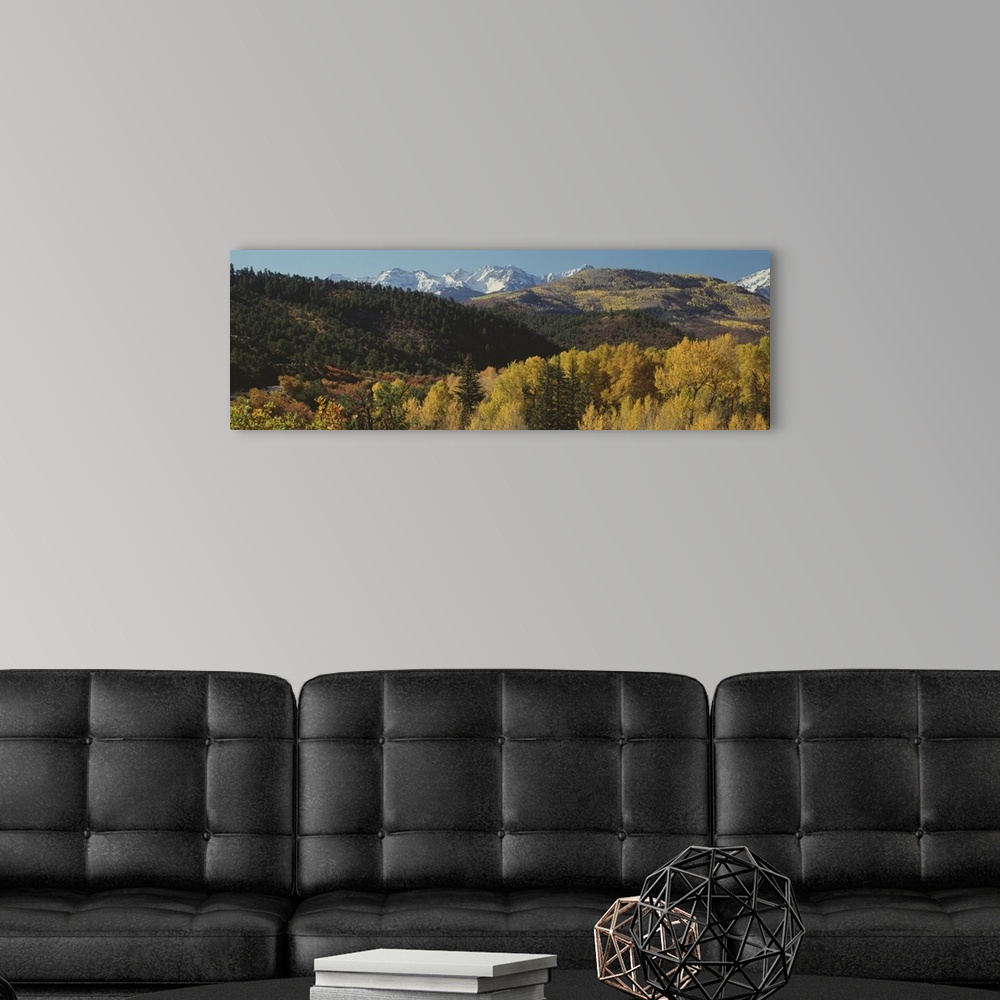 A modern room featuring Aspen trees in autumn, Rocky Mountains, San Juan National Park, Colorado