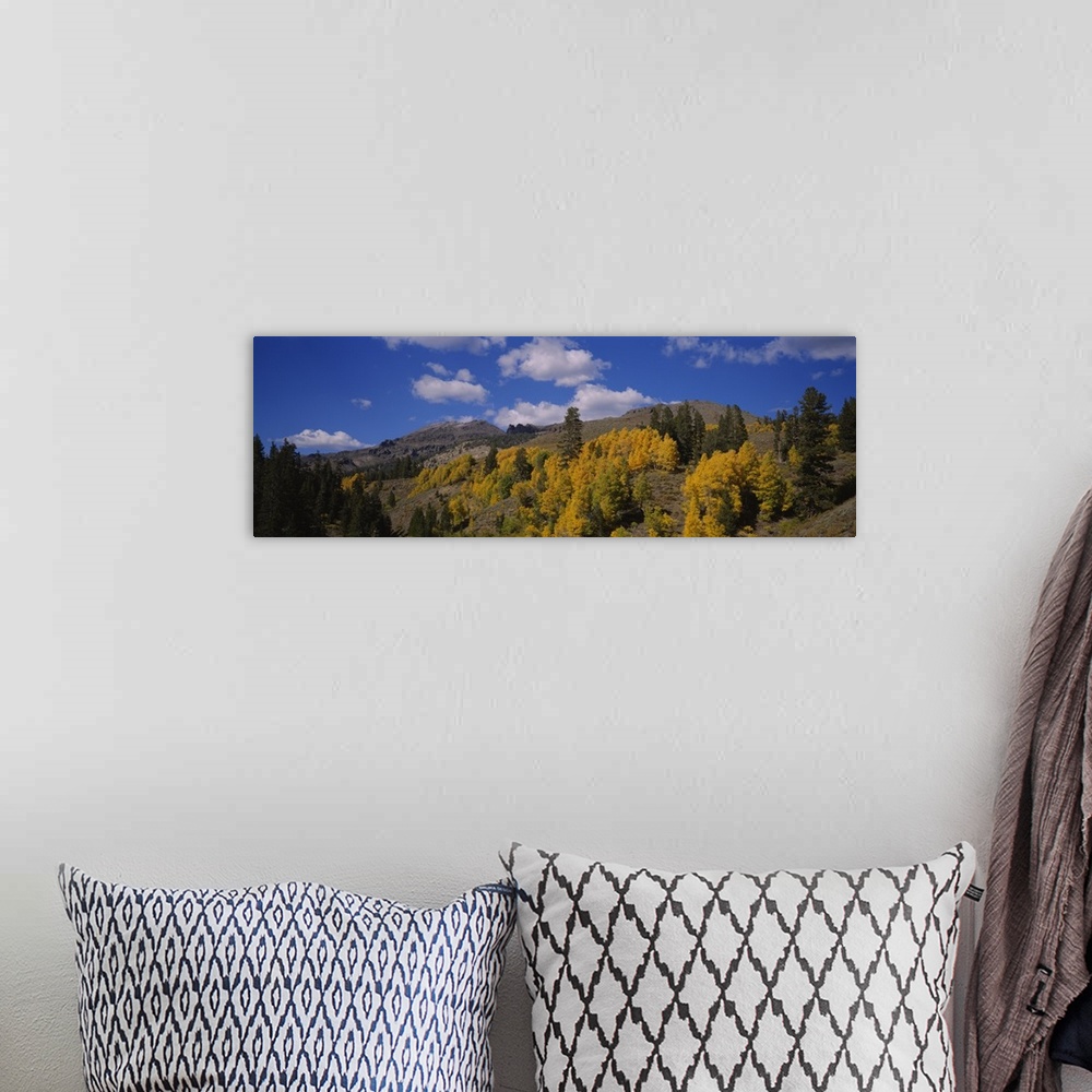 A bohemian room featuring Aspen trees in mountains, Sonora Pass, Sierra Mountain, California