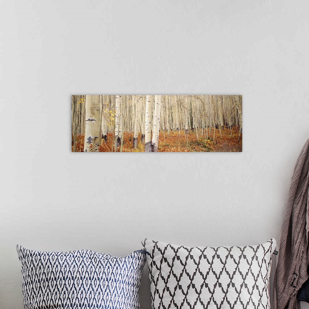 A bohemian room featuring Landscape, large wall picture of a dense forest of white aspen trees in Aspen, Colorado.