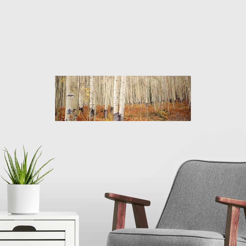 A modern room featuring Landscape, large wall picture of a dense forest of white aspen trees in Aspen, Colorado.