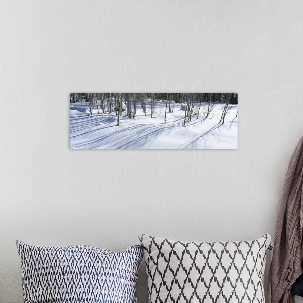 A bohemian room featuring Aspen trees on a snow covered landscape, Flagstaff, Coconino County, Arizona