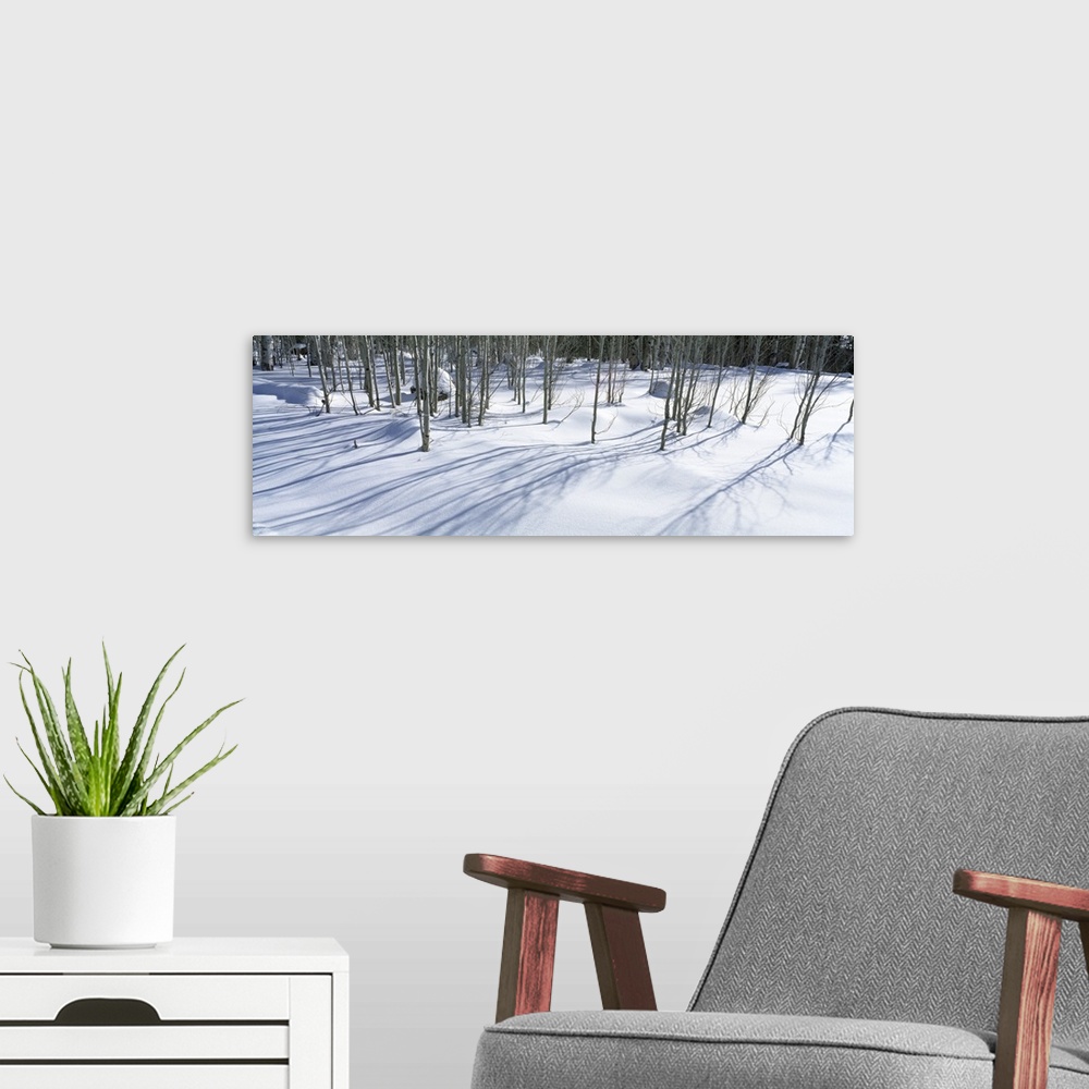 A modern room featuring Aspen trees on a snow covered landscape, Flagstaff, Coconino County, Arizona