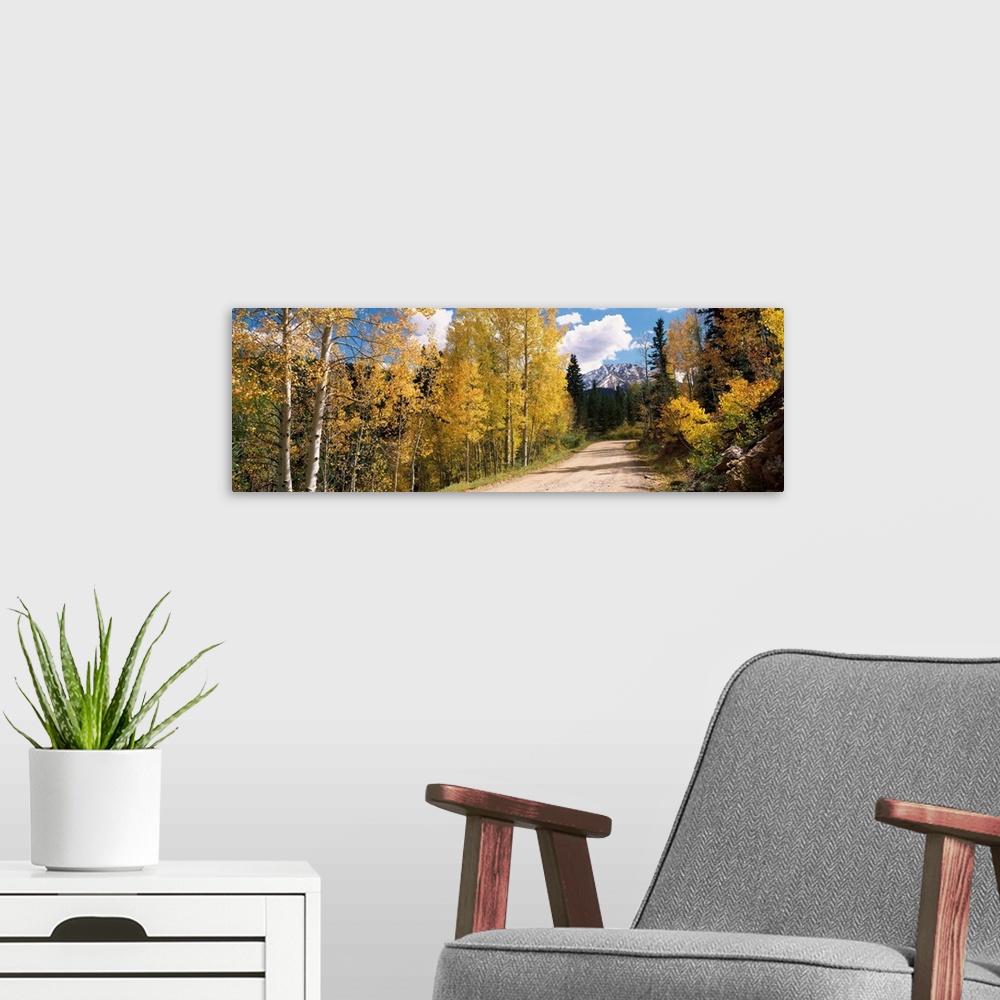 A modern room featuring Aspen trees on both sides of a road, Old Lime Creek Road, Cascade, El Paso County, Colorado, USA