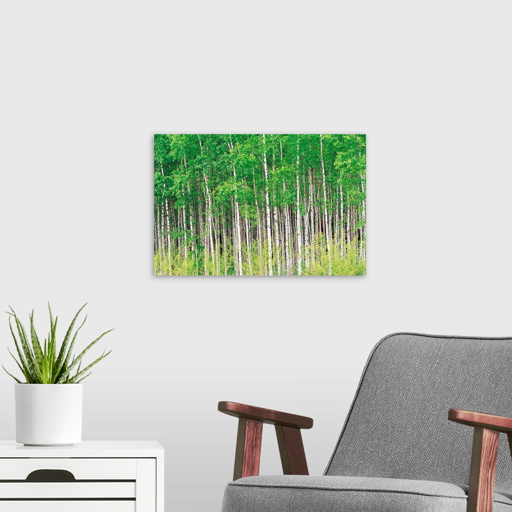 A modern room featuring Aspen Trees, View From Below
