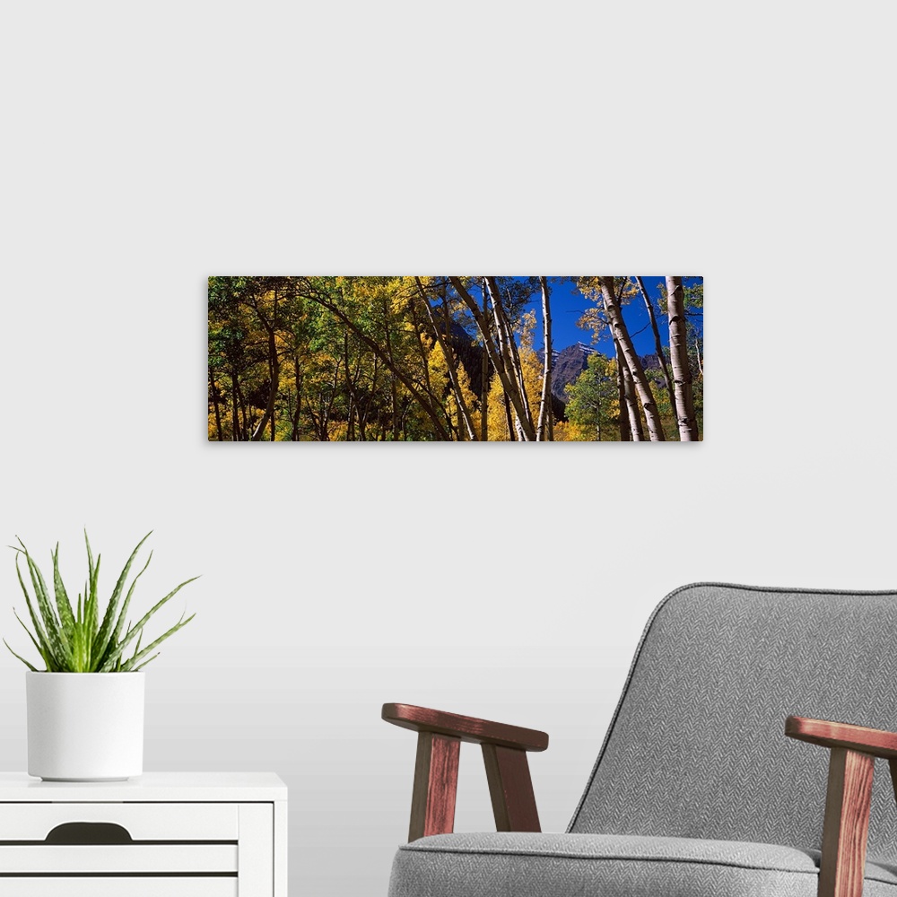 A modern room featuring Panoramic photograph on a large canvas of fall colored aspen trees in Pitkin County, Colorado.  T...