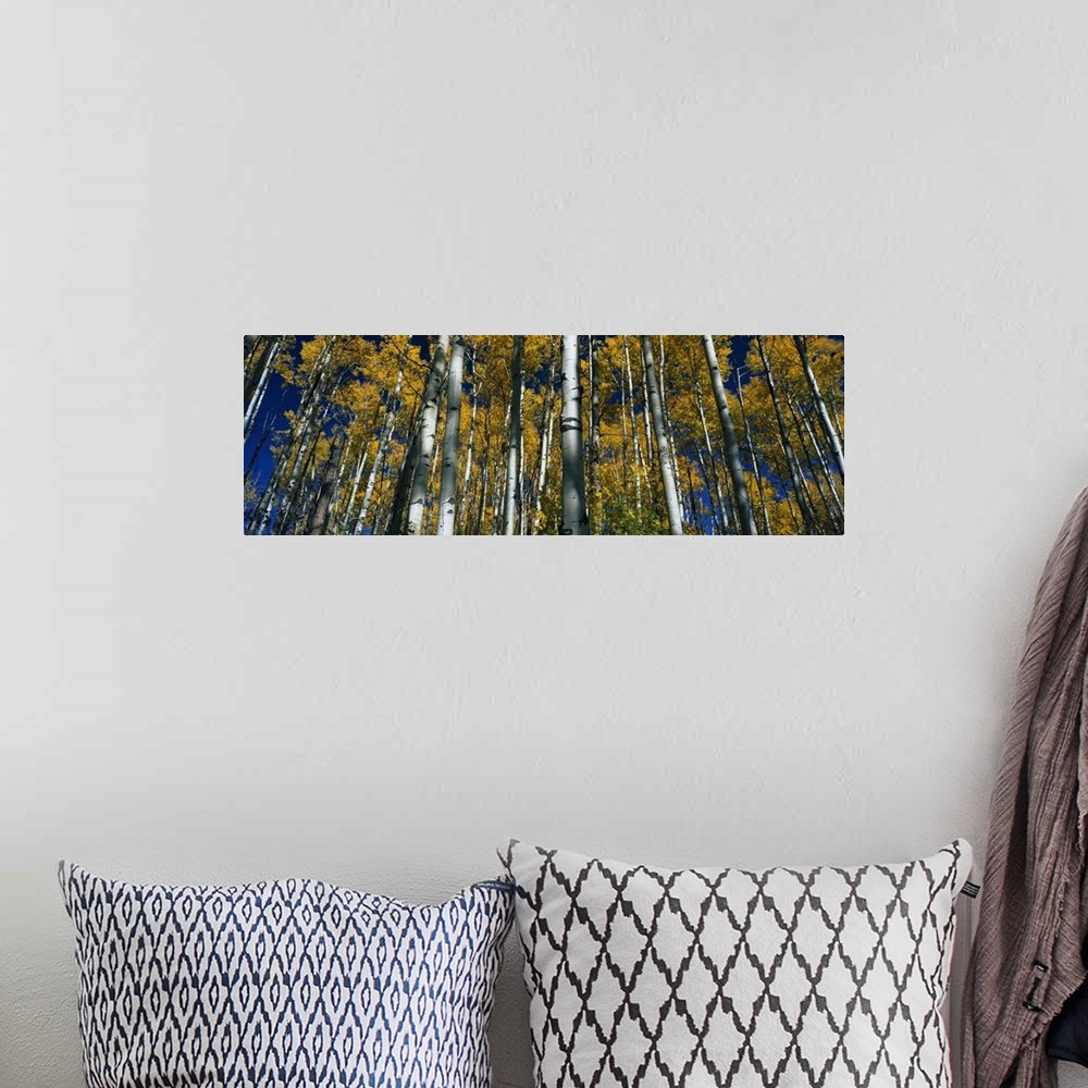 A bohemian room featuring Panoramic photograph of birch forest.  The leaves on the trees are bright mustard colored and the...