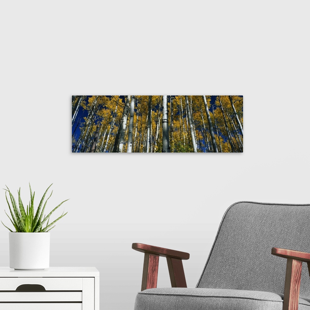 A modern room featuring Panoramic photograph of birch forest.  The leaves on the trees are bright mustard colored and the...
