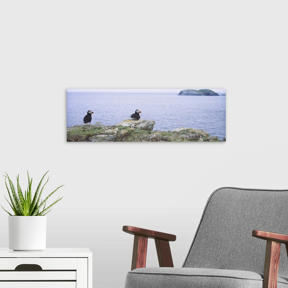 A modern room featuring Atlantic Puffins Perching On Rocks, Maberly, Newfoundland And Labrador, Canada (Fratercula Arctic)