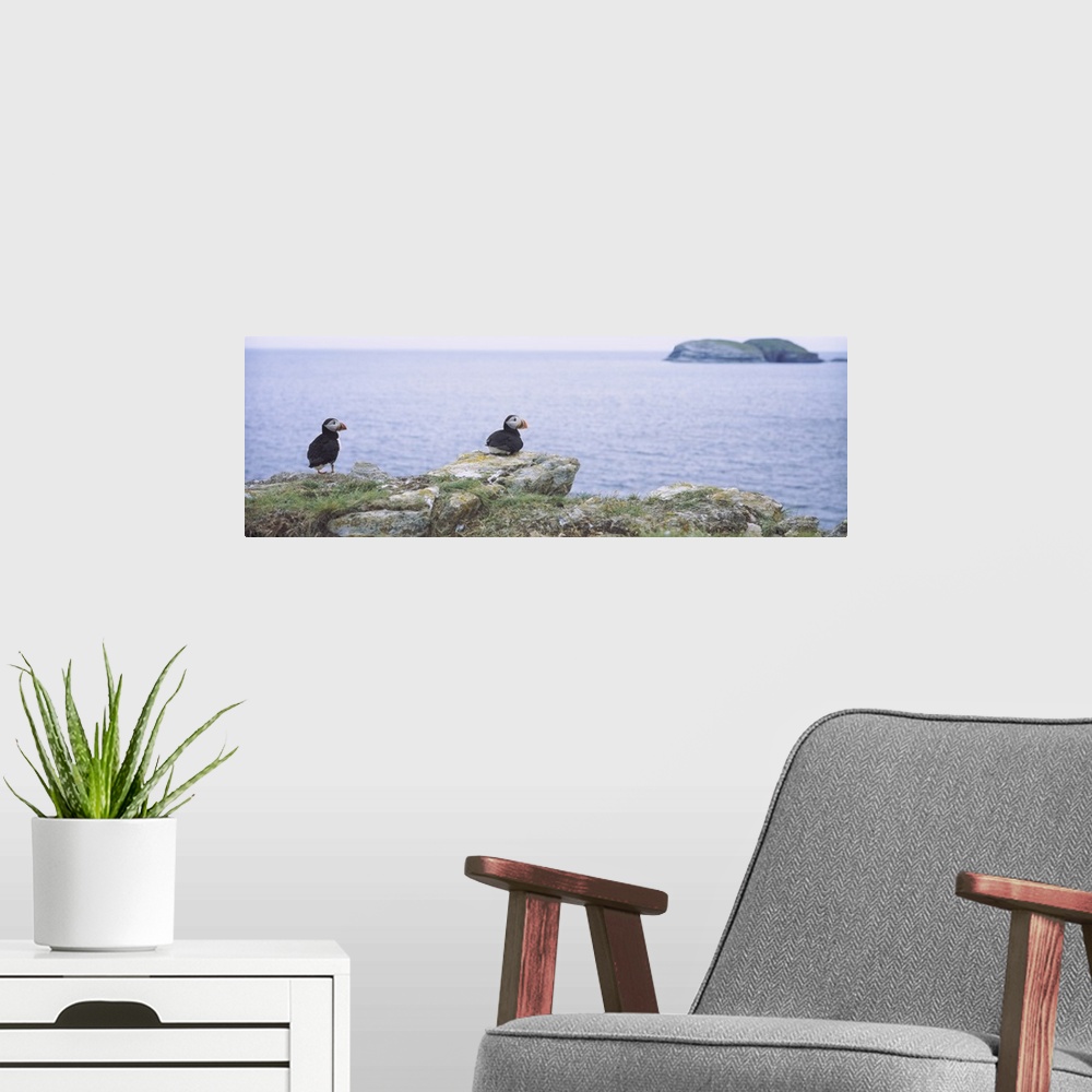 A modern room featuring Atlantic Puffins Perching On Rocks, Maberly, Newfoundland And Labrador, Canada (Fratercula Arctic)