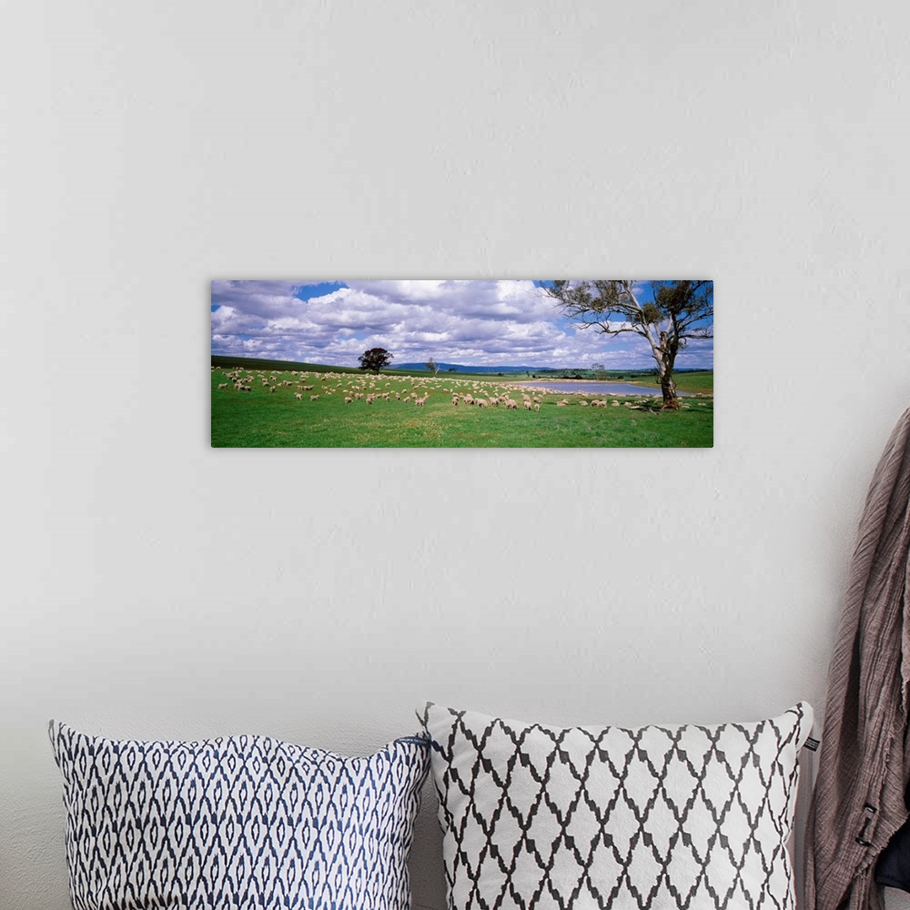 A bohemian room featuring Australia, New South Wales, sheep grazing