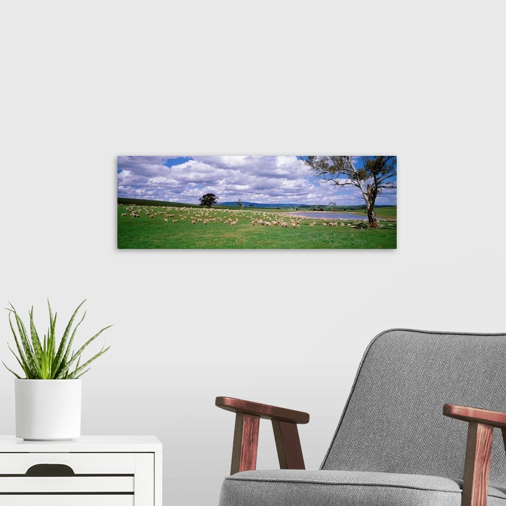 A modern room featuring Australia, New South Wales, sheep grazing