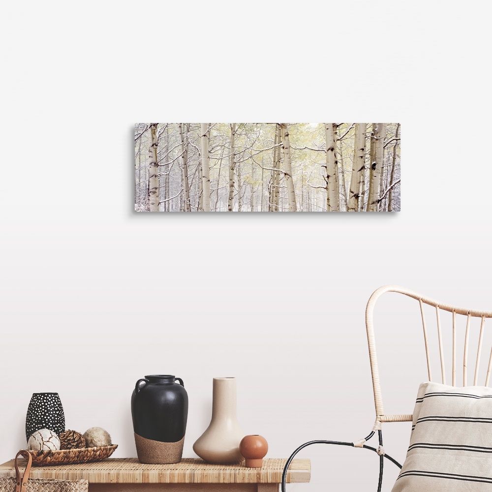 A farmhouse room featuring A wide landscape photograph of snow in a forest of aspen trees. The neutral color palette of the ...