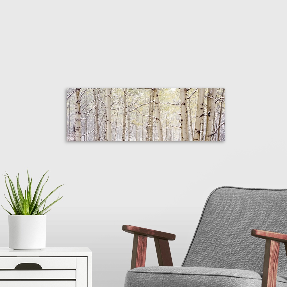 A modern room featuring A wide landscape photograph of snow in a forest of aspen trees. The neutral color palette of the ...