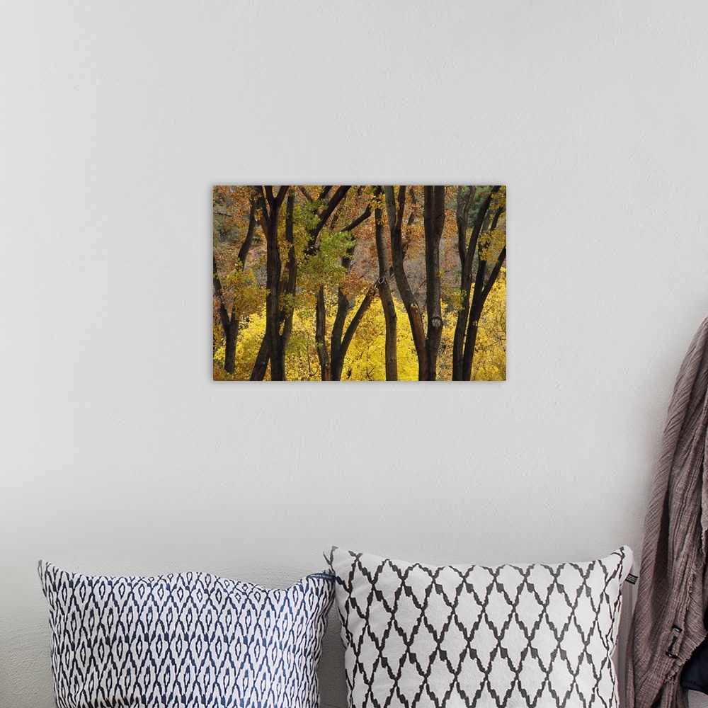 A bohemian room featuring Big photo on canvas of trees with fall foliage in a forest.