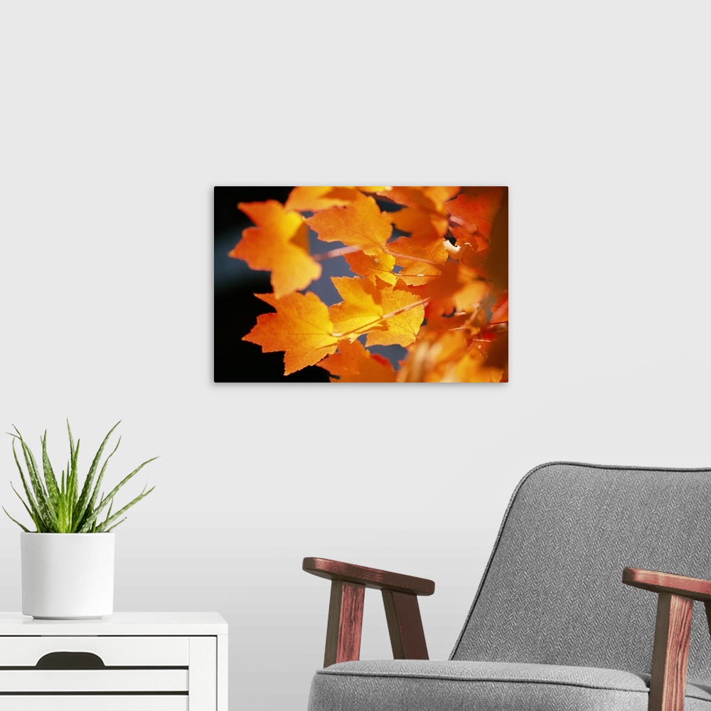 A modern room featuring Autumn Color Maple Tree Leaves
