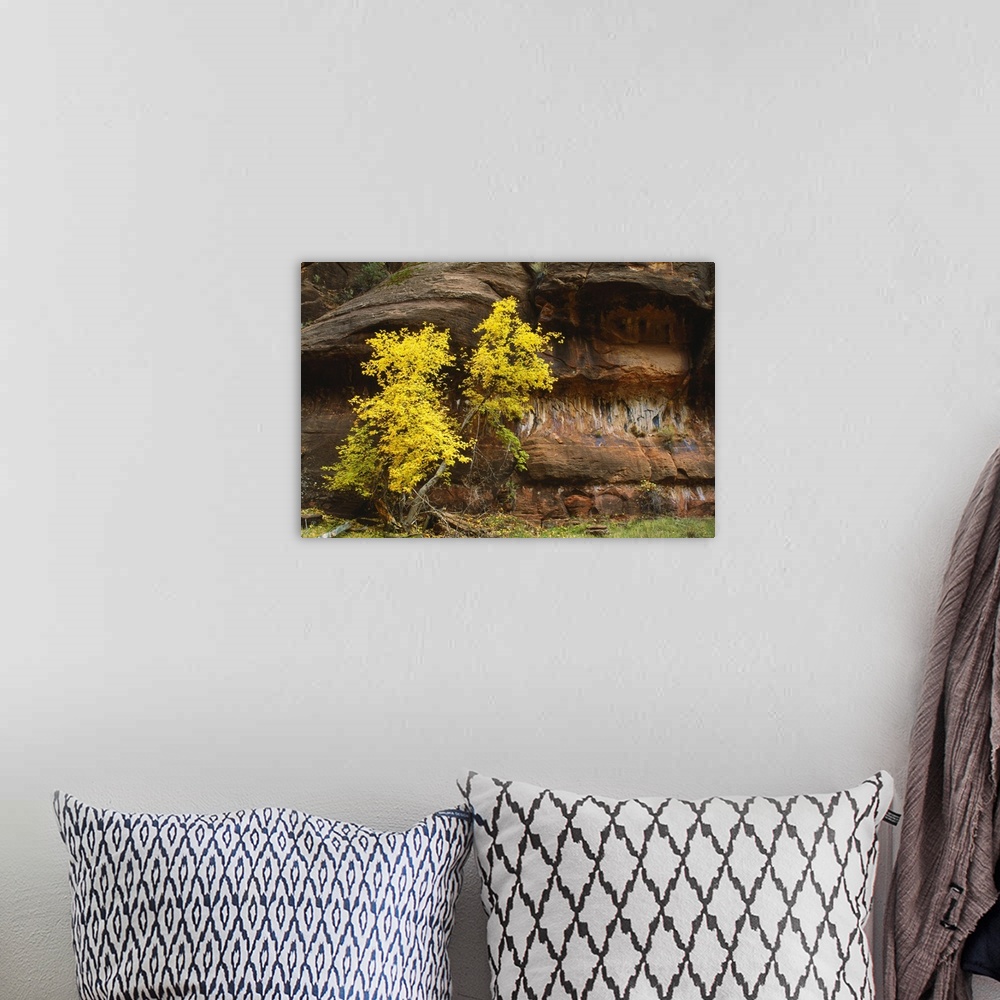 A bohemian room featuring Autumn Color Trees By Canyon Walls