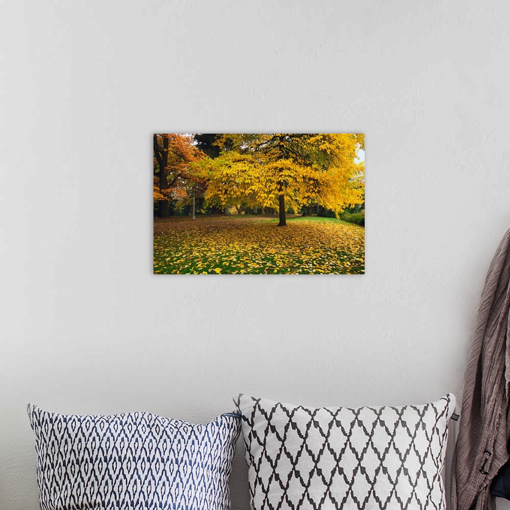 A bohemian room featuring Autumn color trees, fallen leaves, Oregon, united states,