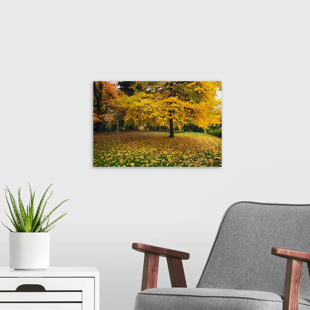 A modern room featuring Autumn color trees, fallen leaves, Oregon, united states,