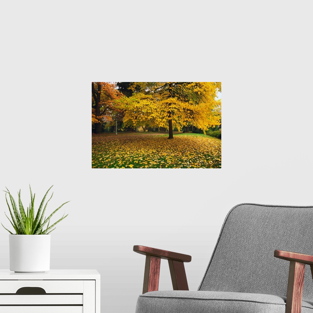 A modern room featuring Autumn color trees, fallen leaves, Oregon, united states,