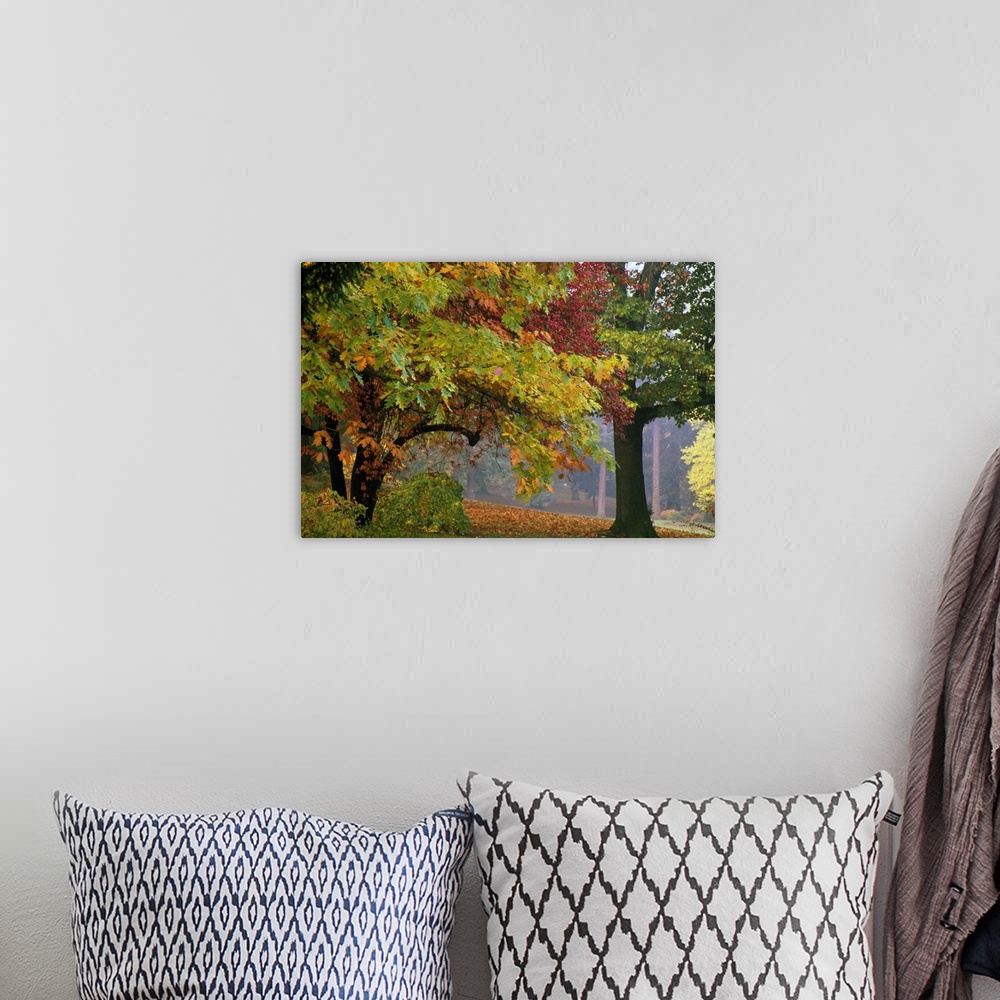 A bohemian room featuring Up-close photograph of trees filled with color fall foliage.
