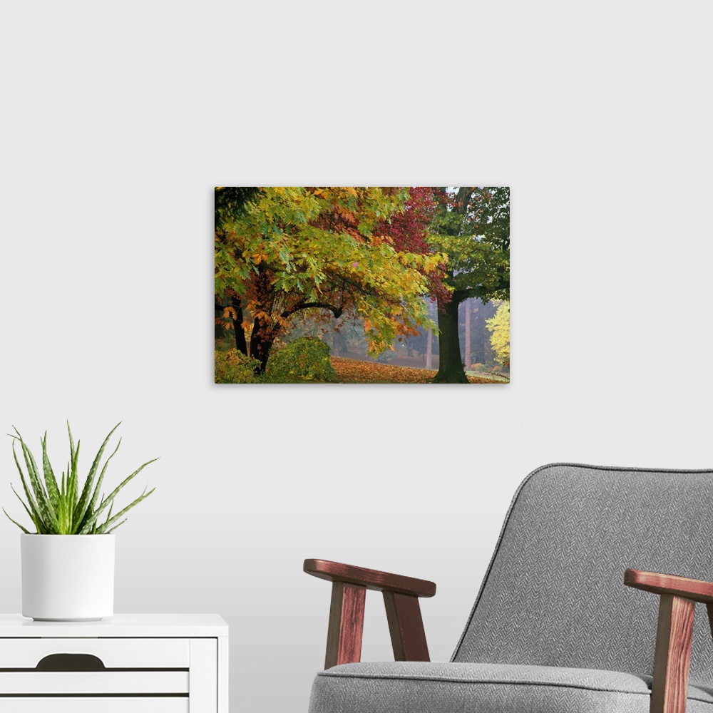 A modern room featuring Up-close photograph of trees filled with color fall foliage.