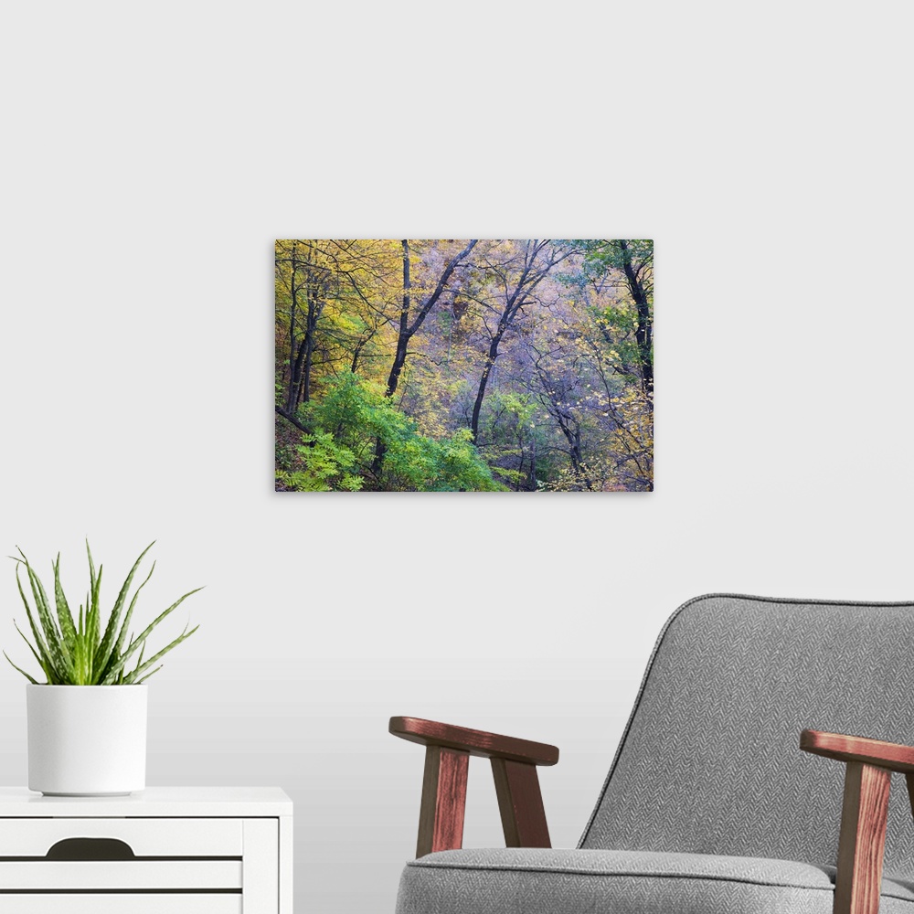 A modern room featuring Photograph taken through dense brush during the fall season as the leaves have begun to change co...