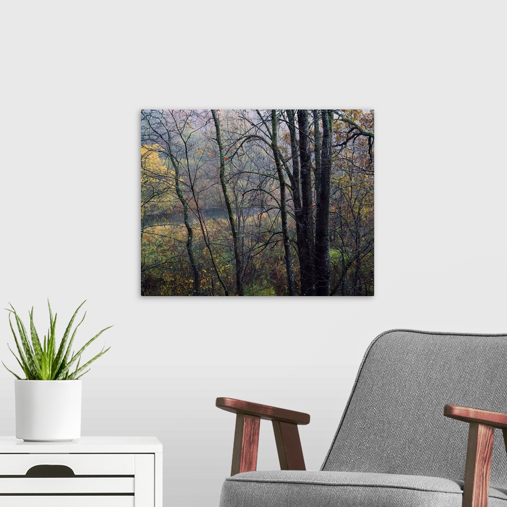 A modern room featuring Autumn color trees, Yellow River Forest, Iowa