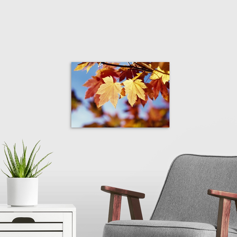 A modern room featuring Autumn Color Vine Maple Tree Leaves