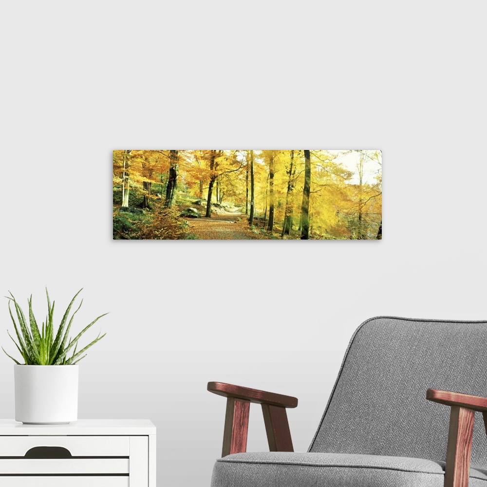 A modern room featuring Autumn Forest Germany